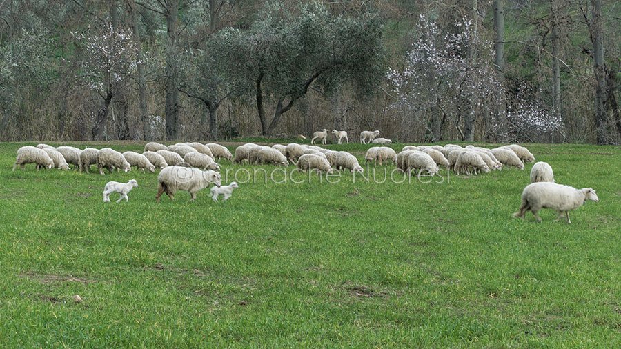 Abigeatari in azione nella notte: allevatore depredato di 50 agnelli