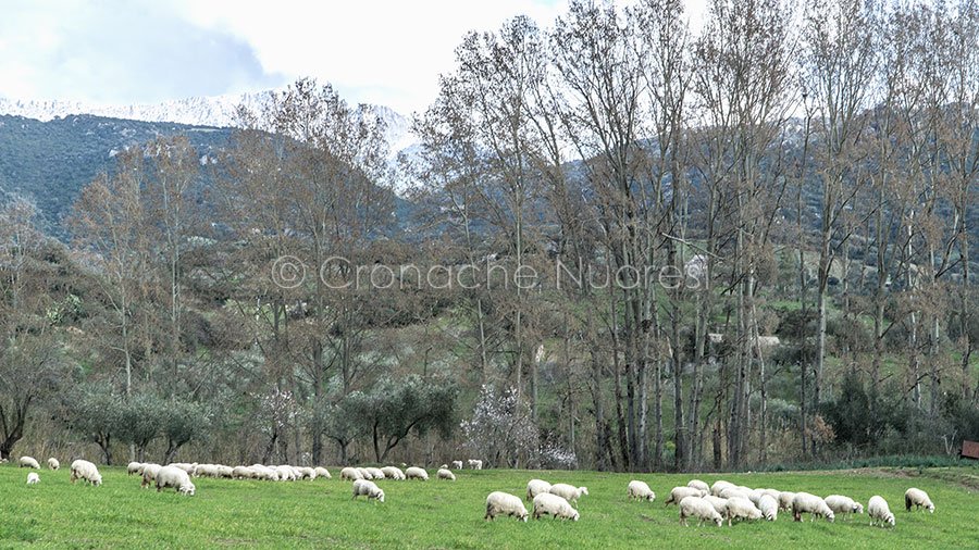 Tertenia: esclusa la blu tongue per le pecore morte nei giorni scorsi
