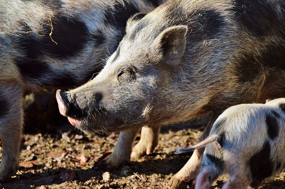 Peste suina: 57 maiali allo stato brado abbattuti alla periferia di Nuoro