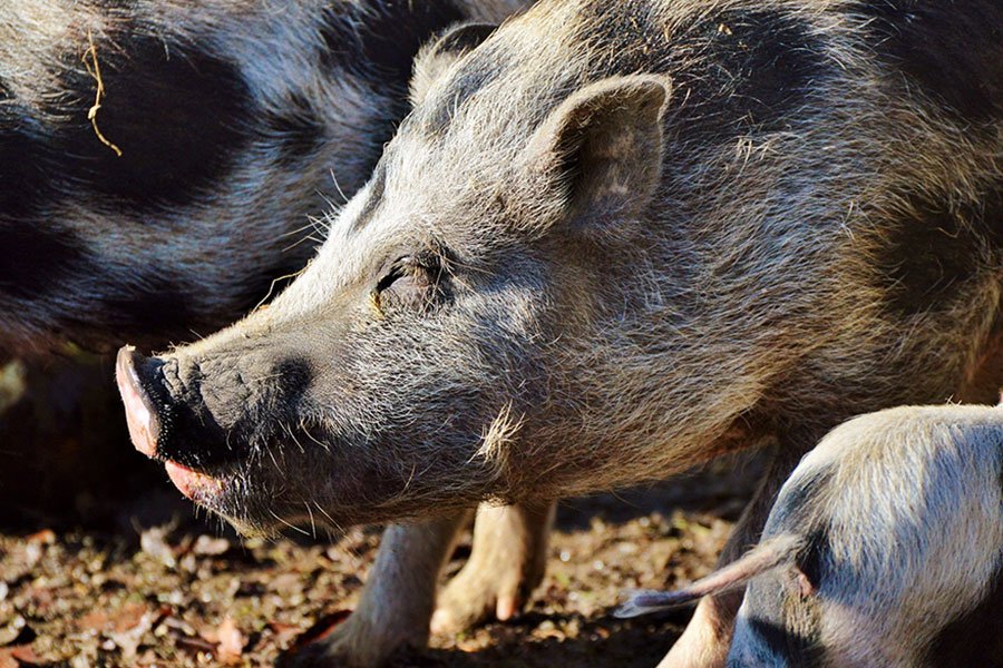 Urzulei: abbattuti 60 suini, Solinas: “Non abbassiamo la guardia”