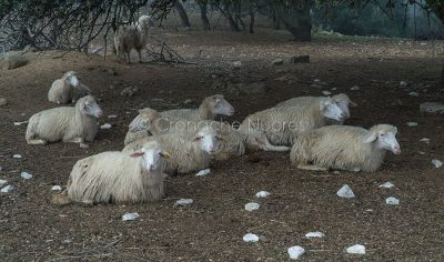 Un gregge di pecore (foto S.Novellu)