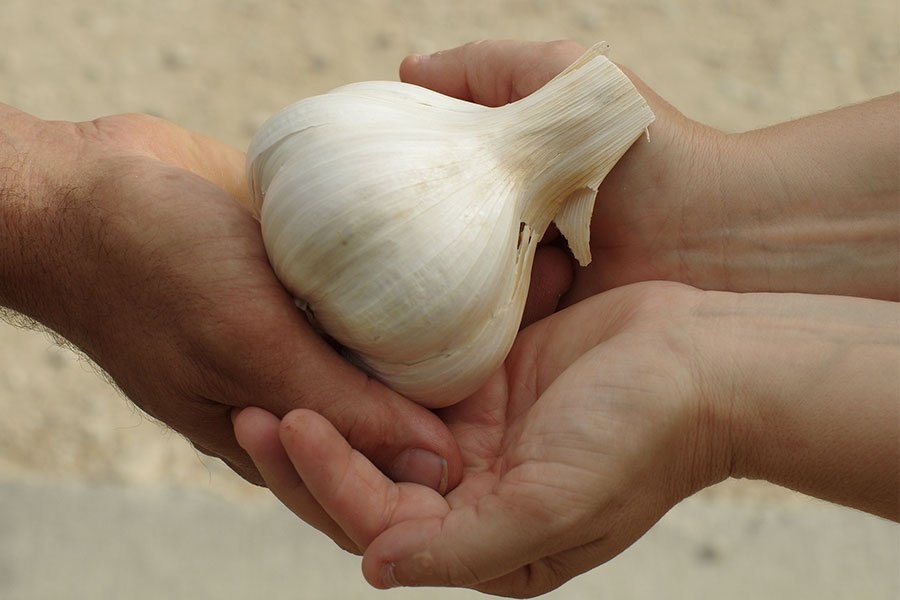 Nuoro e Tunisia insieme per un progetto di cooperazione agricola