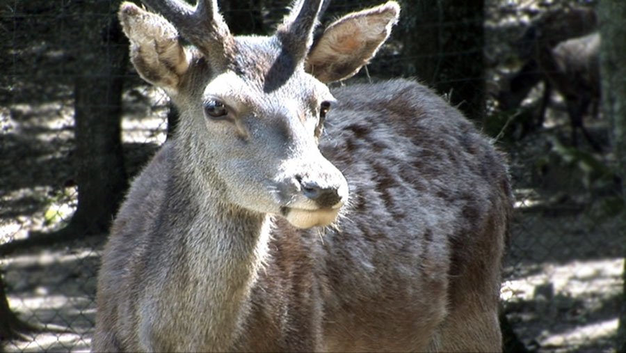 Il cervo sardo-corso torna a popolare l’Ogliastra. Tre le nuove popolazioni