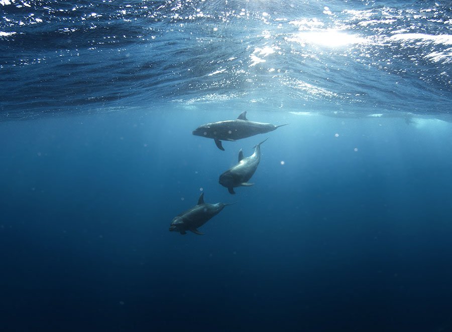 “Delfini guardiani dell’Isola”, La Maddalena ospita 250 studenti alla scoperta del mare