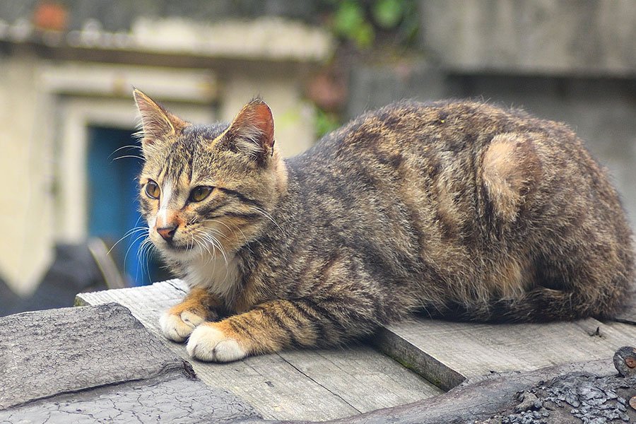 Siniscola. Colonia felina non riconosciuta: i residenti  chiedono spiegazioni al Comune