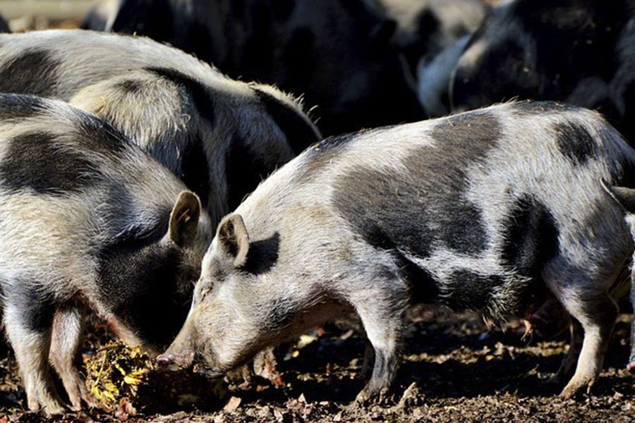 Regione: la Commissione “Attività Produttive” impegnata  per la valorizzazione della  suinicoltura sarda