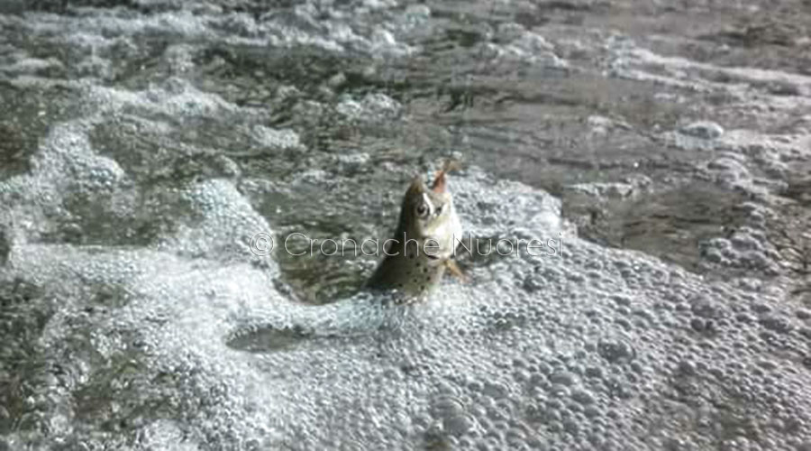 Biodiversità in Sardegna: pronta la carta ittica sui fiumi montani. Al via il monitoraggio a valle