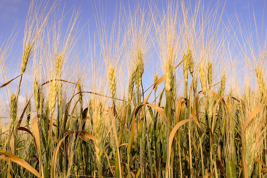 L’AGEA sblocca oltre 5milioni di euro per il mondo delle campagne