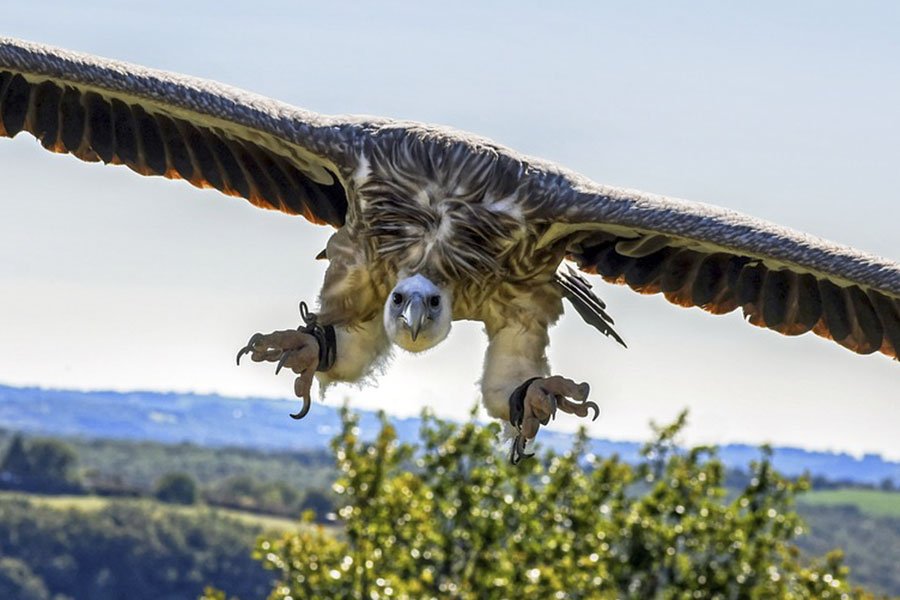 Porto Conte. Alla scoperta dei Grifoni liberati lo scorso anno