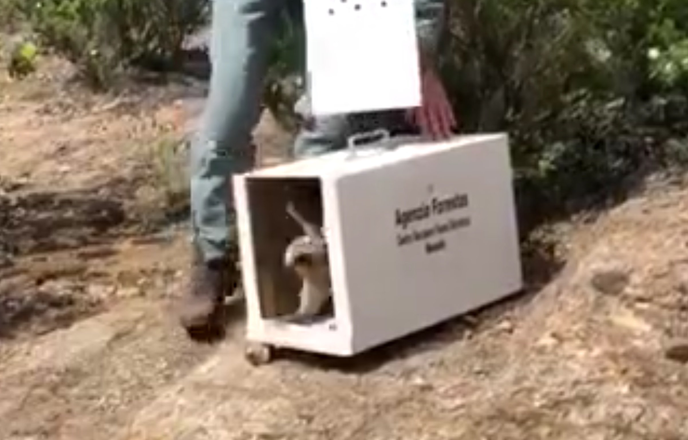 Raro esemplare di aquila liberato dal Corpo forestale nel parco di Gutturu Mannu