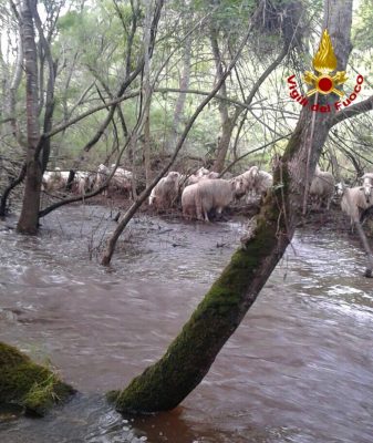 Bosa, pecore in pericolo per le forti piogge