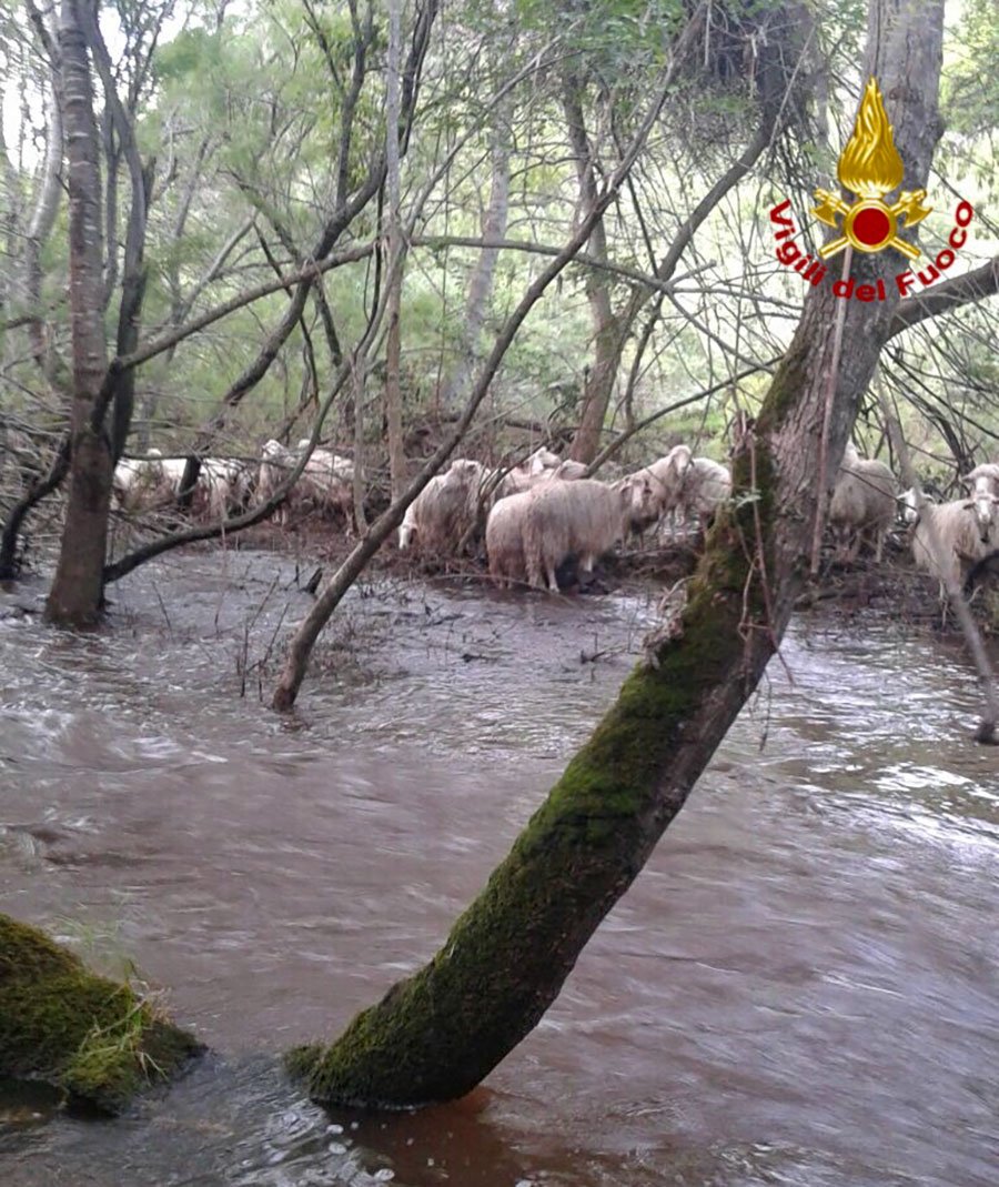 Bosa. Gregge di pecore isolato dalla furia delle acque del Temo, salvato dai Vigili del fuoco