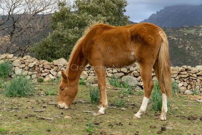 Cavallo al pascolo (foto S.Novellu)