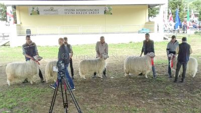 Macomer, Fiera Interprovinciale degli ovini e del formaggio (foto P.G.Vacca)