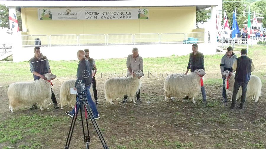 Macomer. Ha chiuso i battenti domenica la Fiera Interprovinciale degli ovini e del formaggio