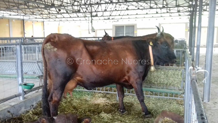 Coldiretti Nord  Sardegna.  Bando riproduttori – fattrici bovini: tempi lunghi per i pagamenti