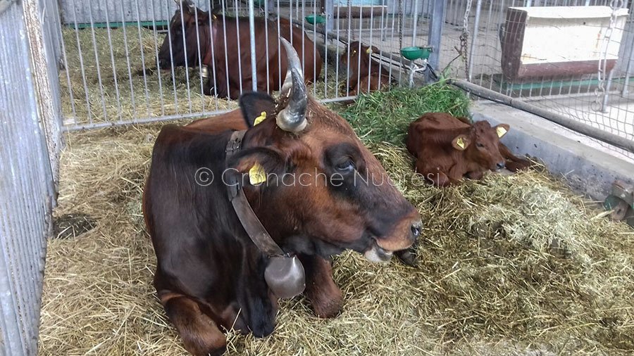 La richiesta di Coldiretti: “È necessario prorogare il bando per l’acquisto dei riproduttori bovini”