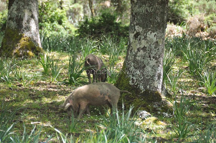 Peste Suina. Oltre 100 suini a pascolo brado illegale abbattuti nelle campagne di Villagrande Strisaili