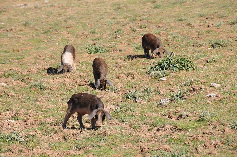 Abbattuti 65 maiali a pascolo brado, la vera cinghia di trasmissione della peste suina