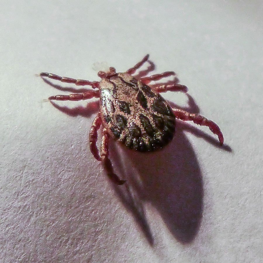 Gravissima 70enne di Ulassai punta da una zecca