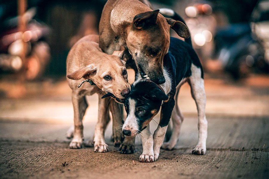 Macomer. Cani impiccati e avvelenati: mille euro di taglia per individuare i responsabili