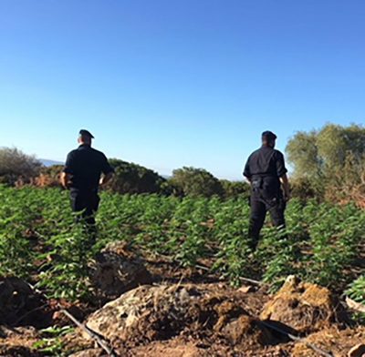 I Carabinieri in una piantagione di marijuana