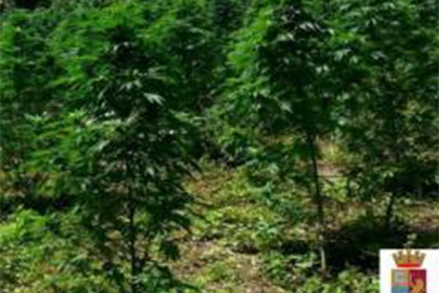 Sensazionale: maxi piantagione di marijuana scoperta alle porte di Nuoro