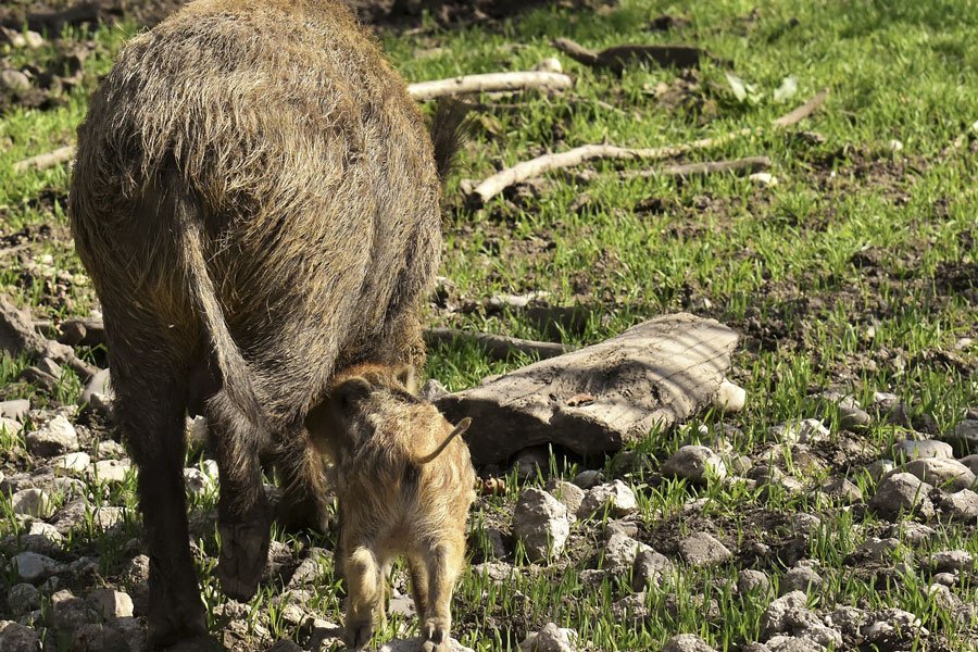 Peste suina. Nuovo focolaio a Villagrade Strisaili: abbattuti 27 maiali e bonificato l’allevamento