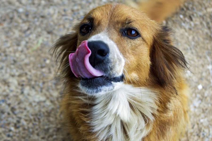 Investono un cucciolo e lo lasciano ferito a bordo strada: meticcio salvato dai Carabinieri