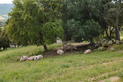 Allevamento di suini