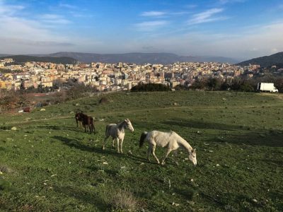 Cavalli al pascolo alla periferia di Nuoro
