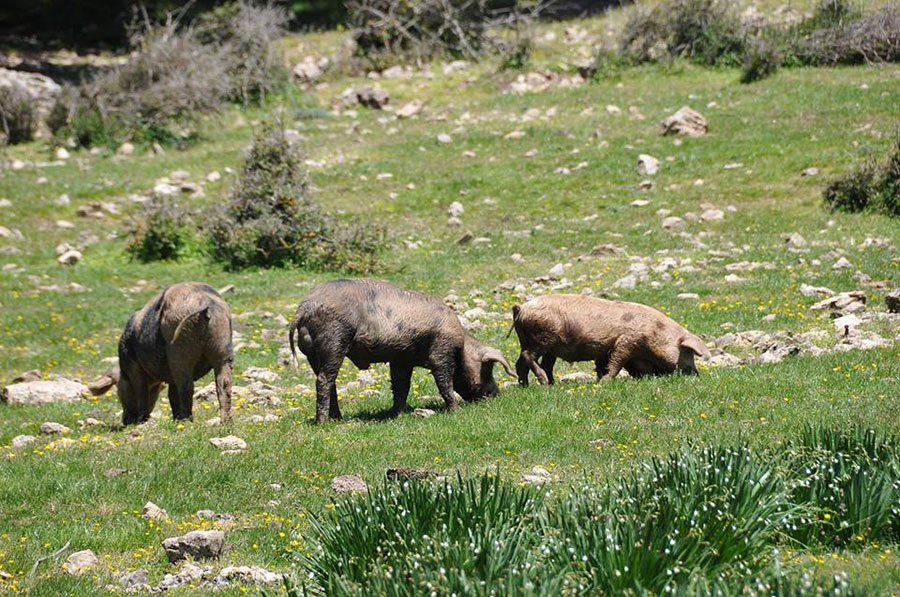 Torna  nel suo ovile l’85enne denunciato per aver sparato durante gli abbattimenti suini