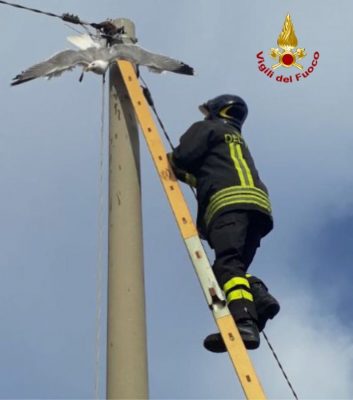 Le operazioni di salvataggio del gabbiano