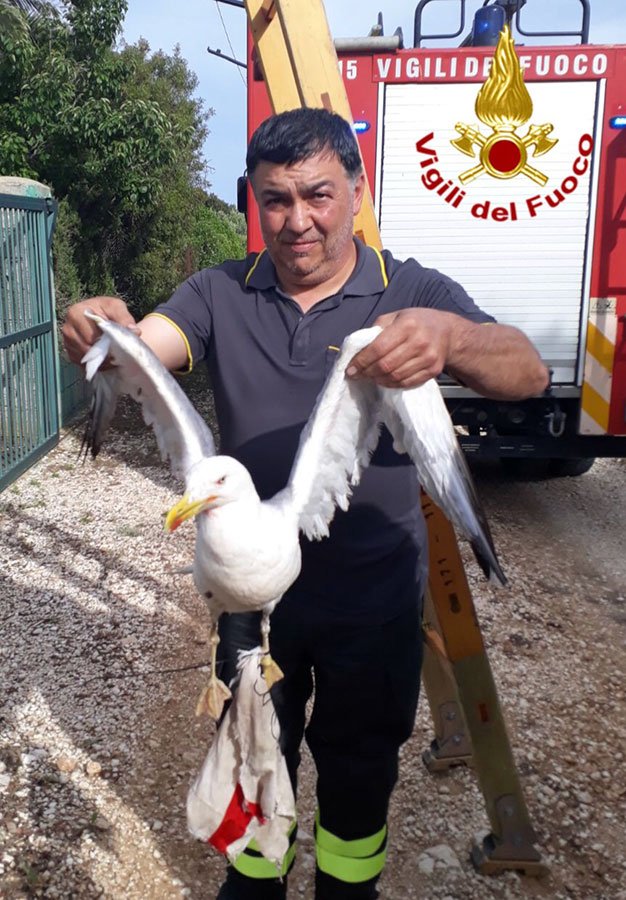 Orosei. Gabbiano torturato salvato in extremis dai Vigili del fuoco