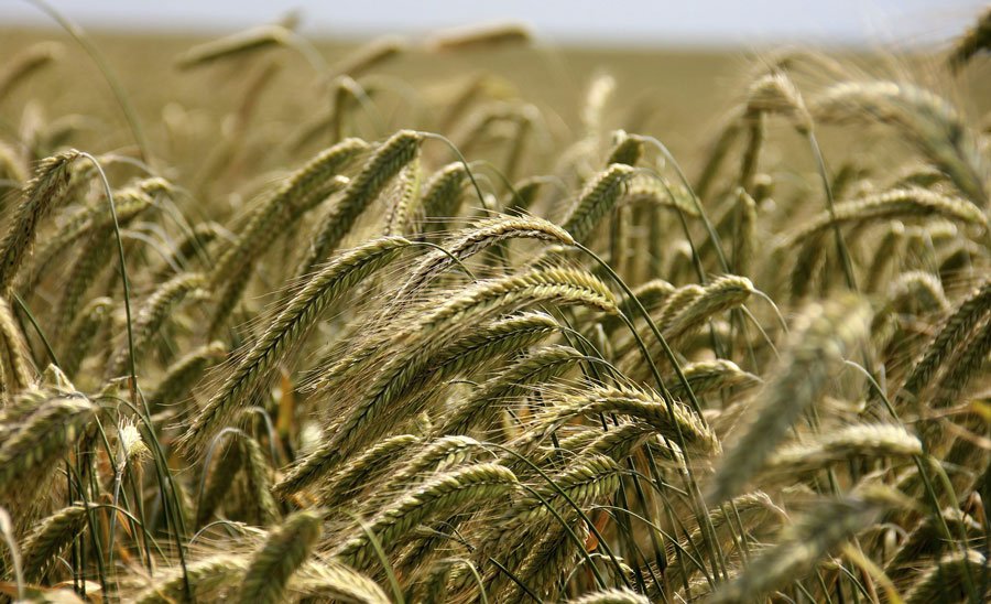 Coldiretti Sardegna: al via la giornata del ringraziamento con la centralità della donna nella cultura contadina