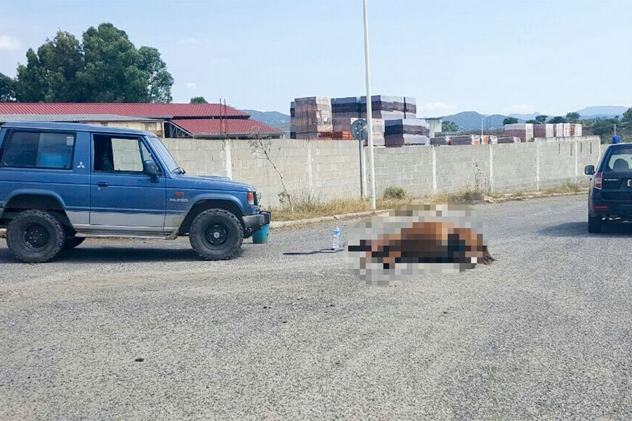 Animali incustoditi. Tragedia sfiorata: Cavallo si schianta contro Suv