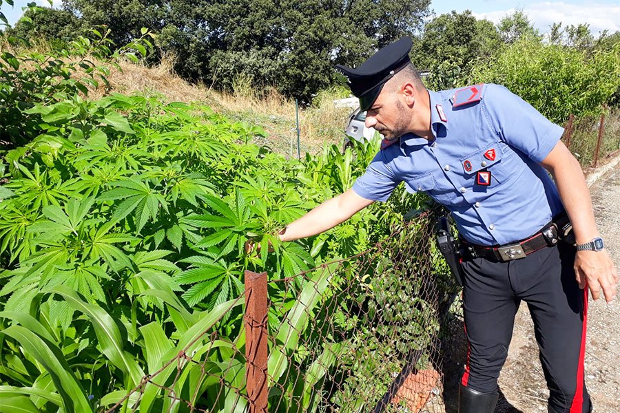 Compra i semi di canapa online e crea una coltivazione di 450 piante: 50enne denunciata