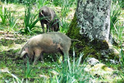 Maiali a Irgoli