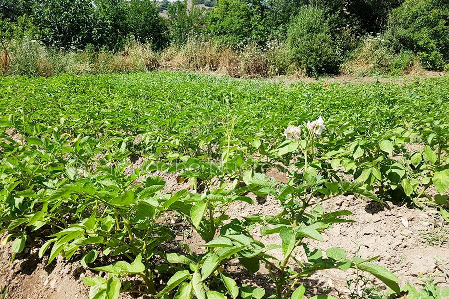 Approdi. Parlano gli operatori: “pur  tra mille difficoltà proseguiremo il servizio”