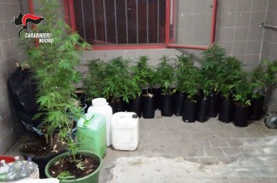 Una parte delle piante di marijuana sequestrate a Barisardo
