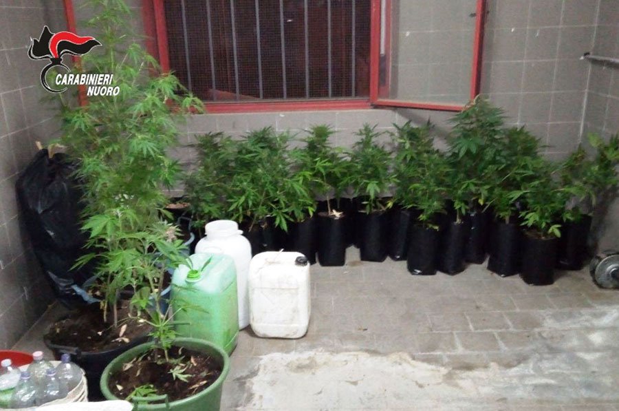 Colti sul fatto a irrigare una piantagione di marijuana: due giovani in manette
