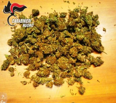 Una parte della marijuana sequestrata a Barisardo