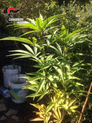 La marijuana scoperta a Dorgali