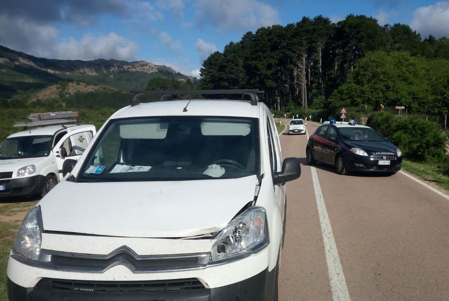 389: ancora animali incustoditi. Bovino taglia improvvisamente la strada e danneggia un’autovettura