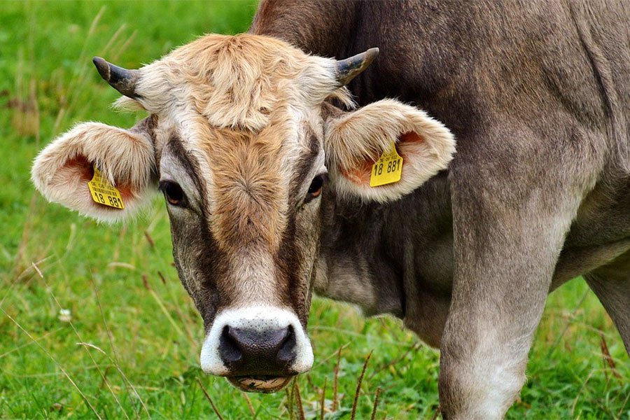 Coldiretti Sardegna. A Sassari si lancia una nuova strategia contro la “Blue Tongue” : “vaccinare i bovini”