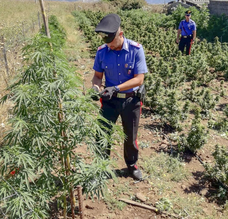Sorpreso con 230 piante di marijuana: denunciato un allevatore