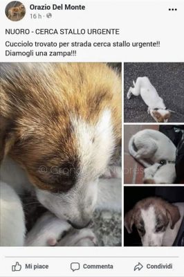 L'annuncio in cui l'Associazione proponeva l'adozione del cucciolo