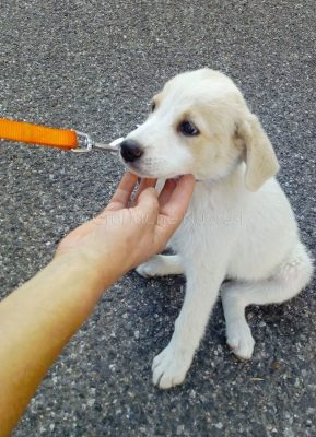 La sorellina del cucciolo impiccato a a Nuoro