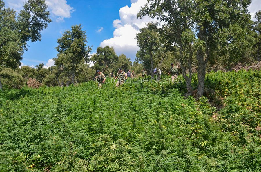 Bitti. Maxi piantagione di marijuana: 8000 piante per un valore di 3milioni