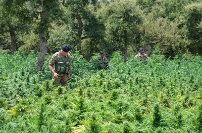Bitti, la maxi piantagione dei marijuana scoperta